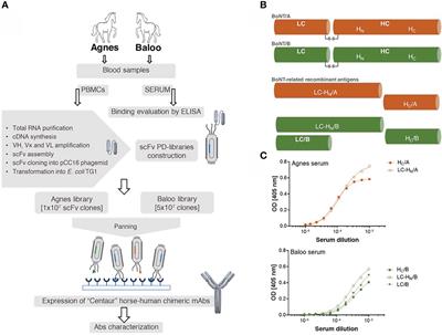 Centaur antibodies: Engineered chimeric equine-human recombinant antibodies